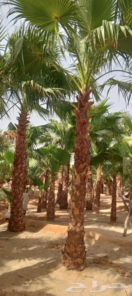 نخل واشنطن64538972669569112