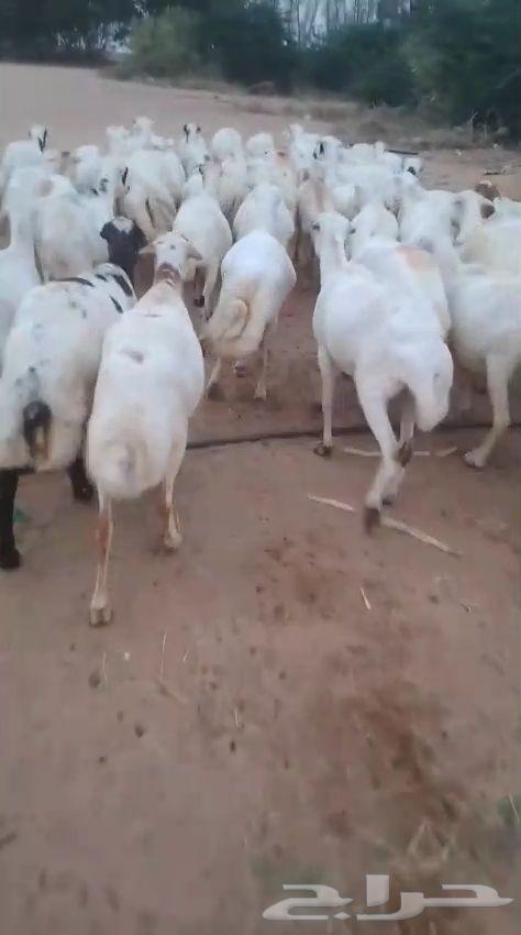 Sheep for sale, 50 heads, fully productive, quarter and bend included64538707115395110