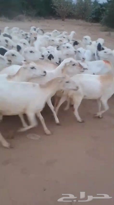 Sheep for sale, 50 heads, fully productive, quarter and bend included64538707115395111