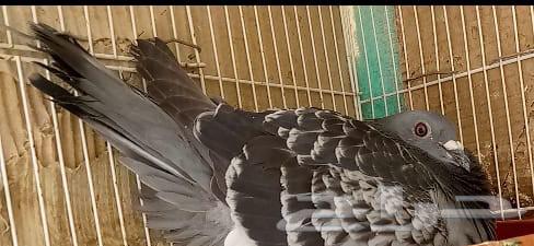Racing Falcon Elite Pigeons, Productive and Ready-to-Use Chicks from the Enthusiast of Saudi Champions64539316249091114