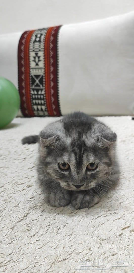 A small cat with accessories64537282180867113