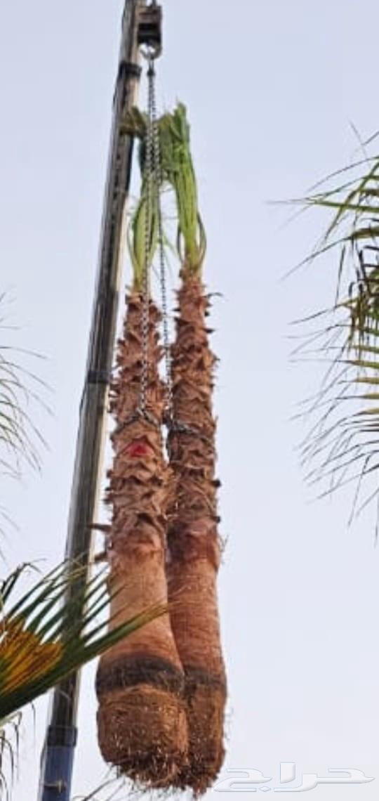 نخل واشنطن64538972669569110