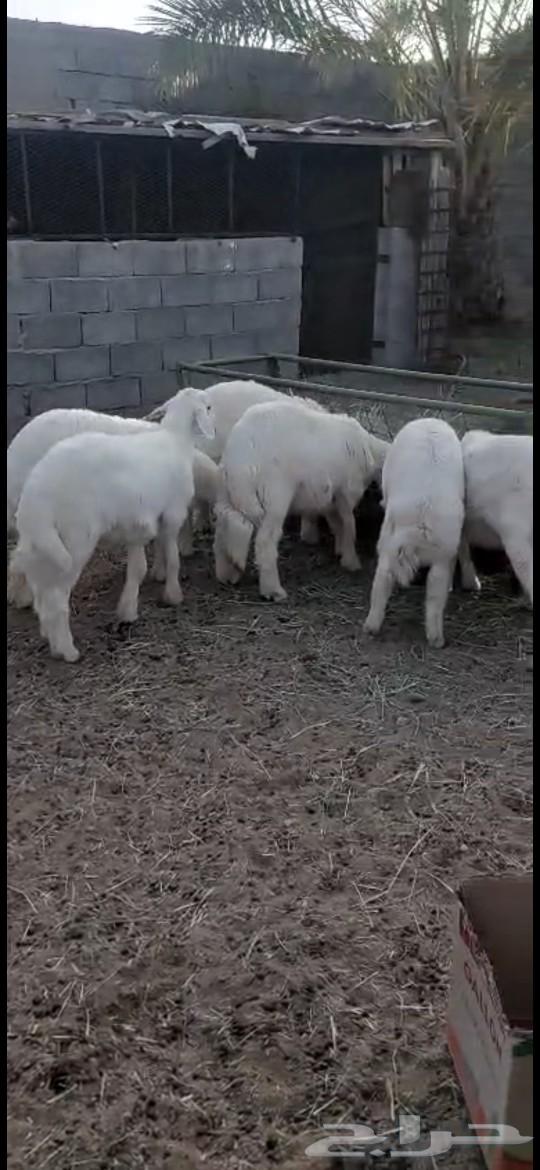 طليان للبيع64542913069314114