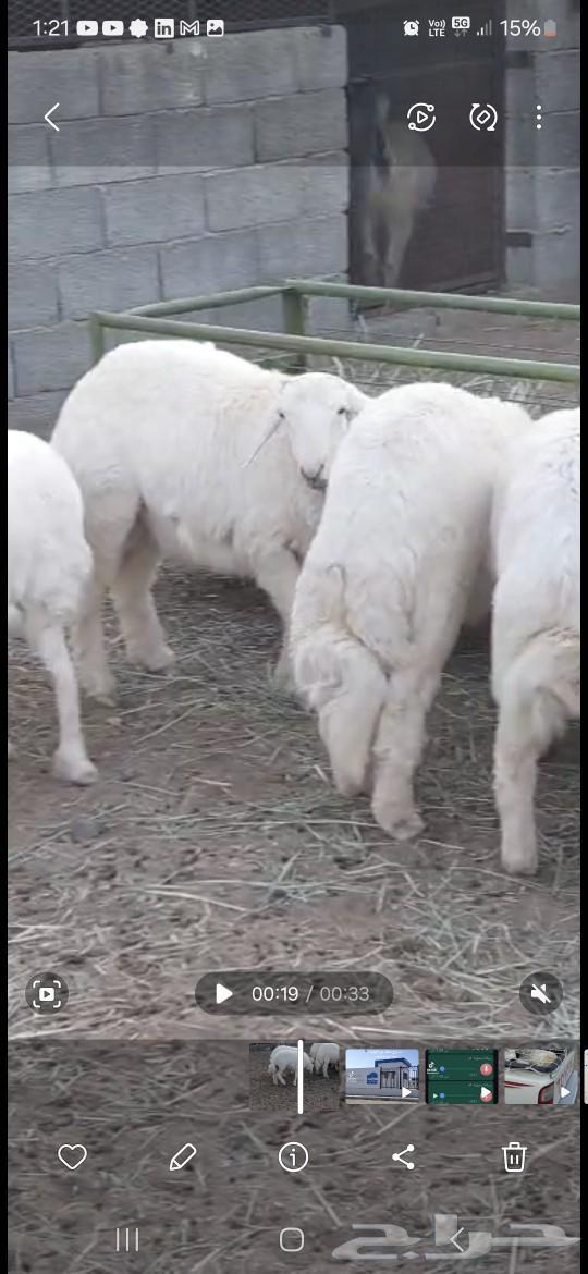 طليان للبيع64542913069314113