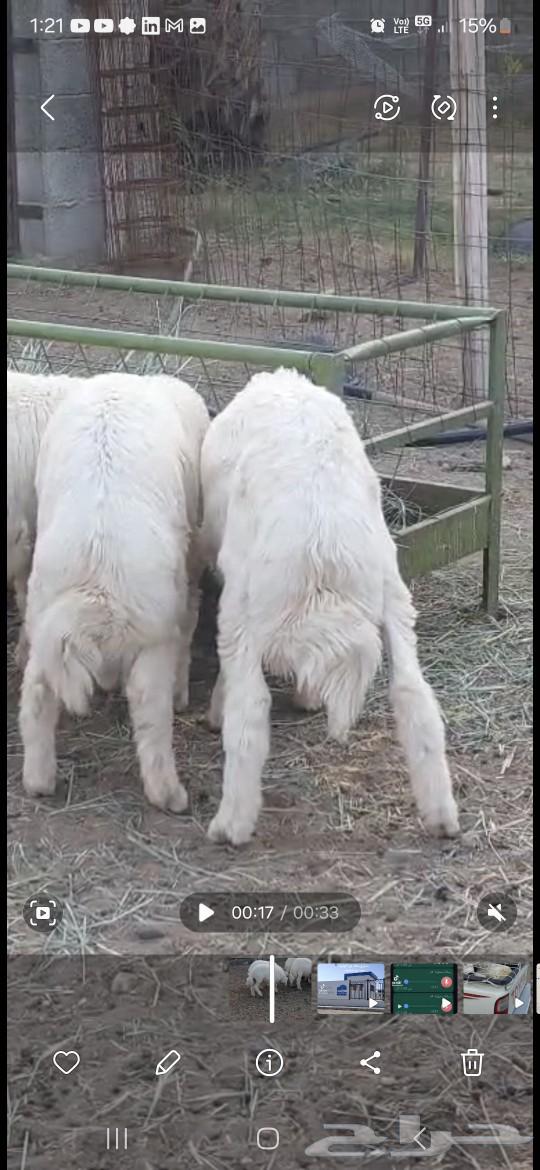 طليان للبيع64542913069314112