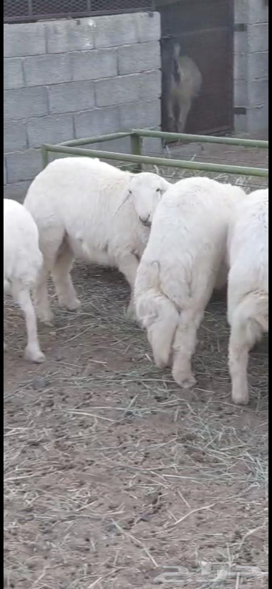 طليان للبيع64542913069314110