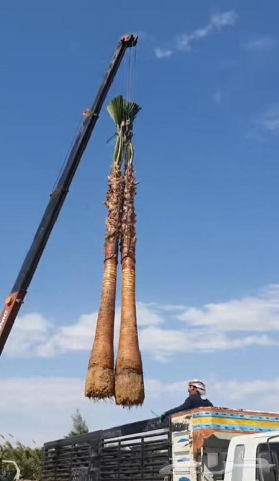 يوجد لدينا نخل واشنطني زينه امريكي بكل المقاسات وبسعار مناسب64542415842435112