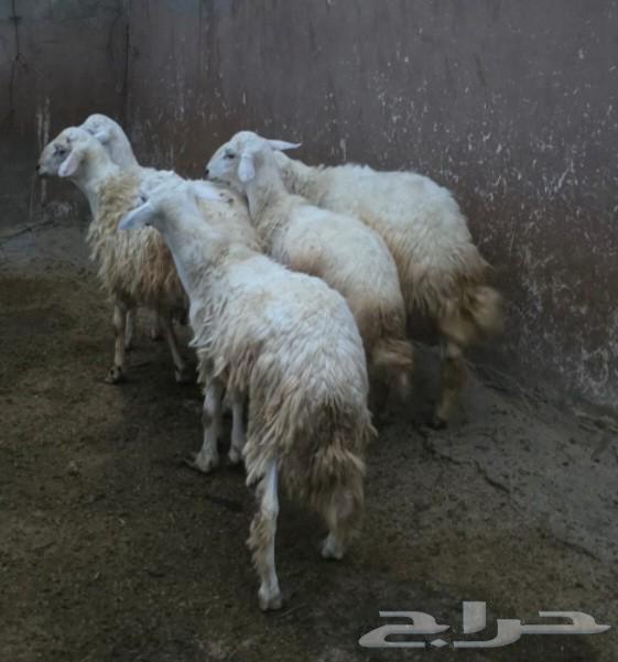 للبيع طليان 564535806514561111