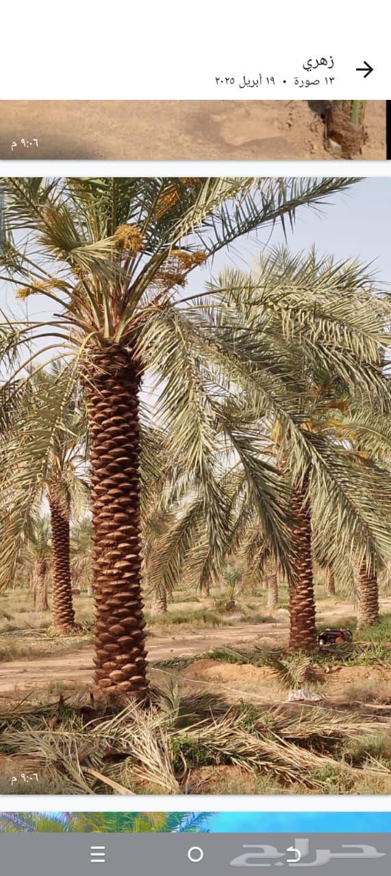 نخل للبيع64542828461057113