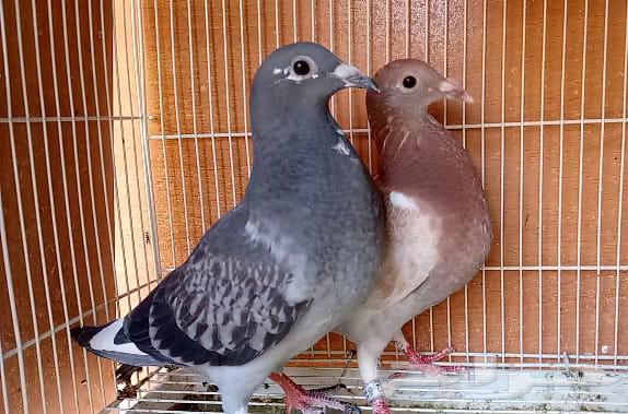 Racing Falcon Elite Pigeons, Productive and Ready-to-Use Chicks from the Enthusiast of Saudi Champions64539316249091111
