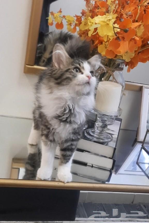 Small cat64542246465153110