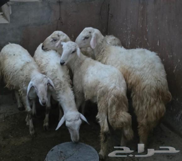 للبيع طليان 564535806514561110