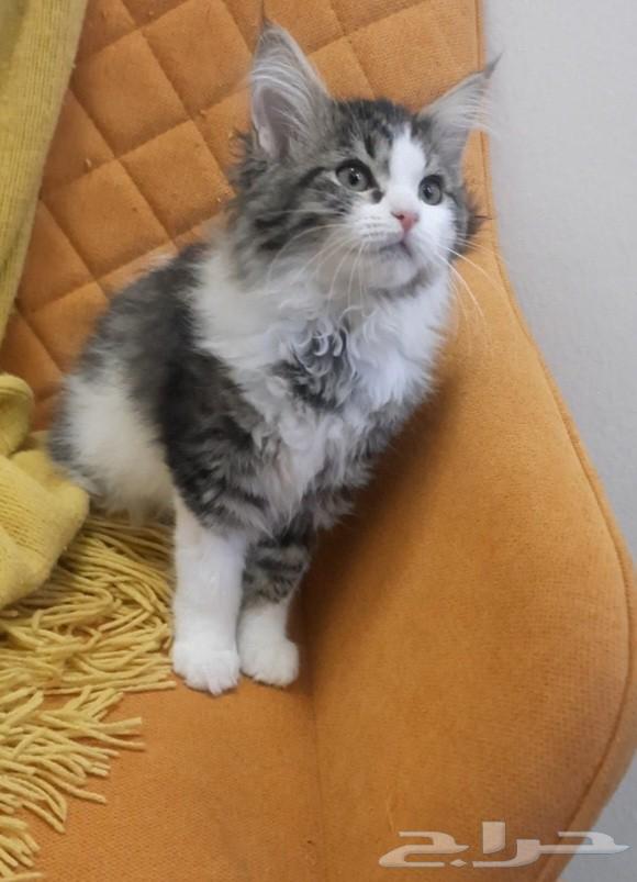 Small cat64542246465153113