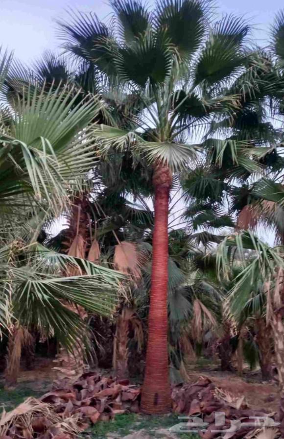 يوجد لدينا نخل واشنطني زينه امريكي بكل المقاسات وبسعار مناسب64542415842435113