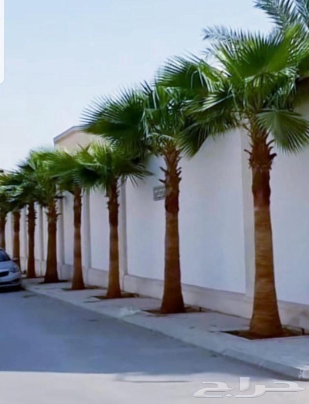يوجد لدينا نخل واشنطني زينه امريكي بكل المقاسات وبسعار مناسب64542415842435114