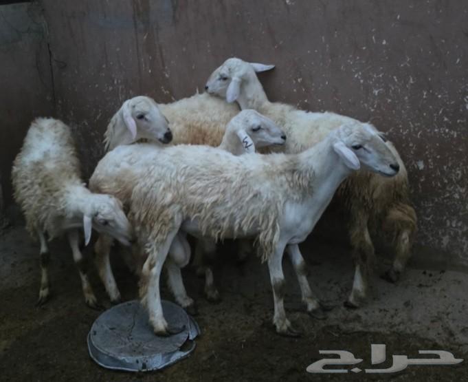 للبيع طليان 564535806514561112