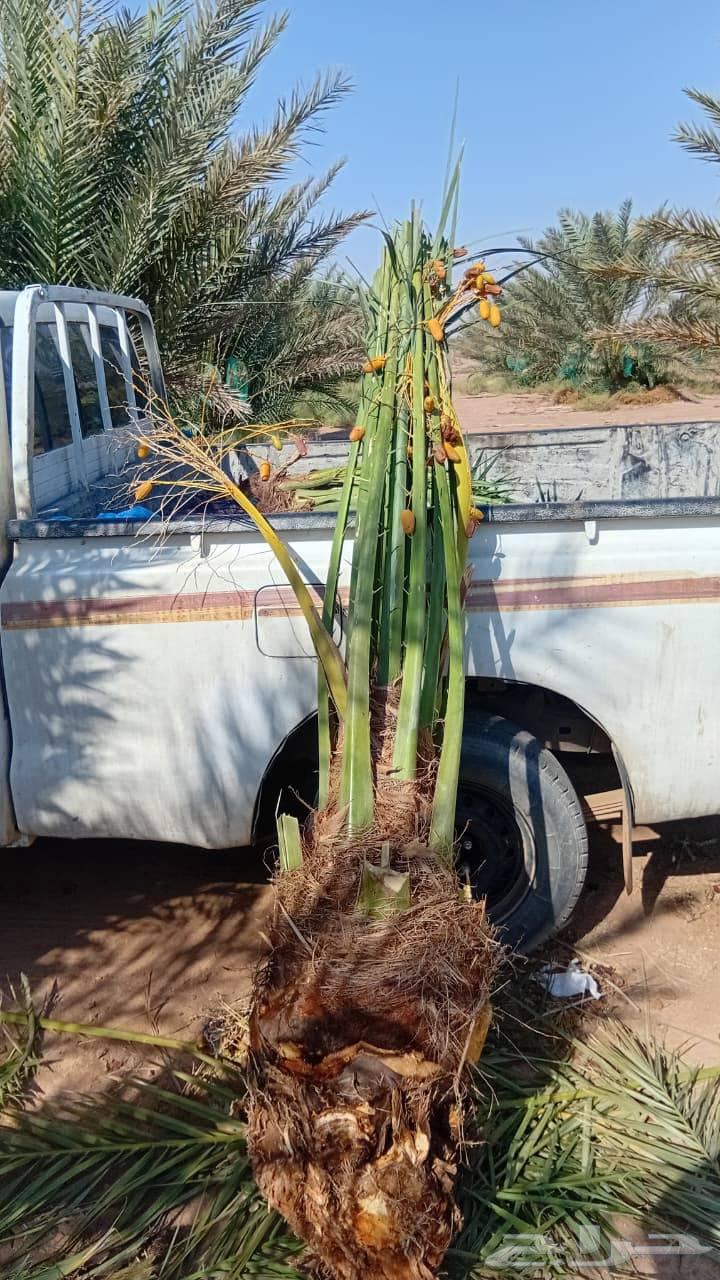 نخل للبيع منتج64542260607105110