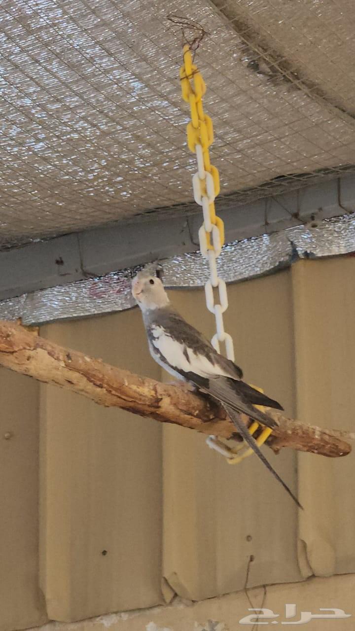 للبيع كروان هولندي سلفر64540266590337112