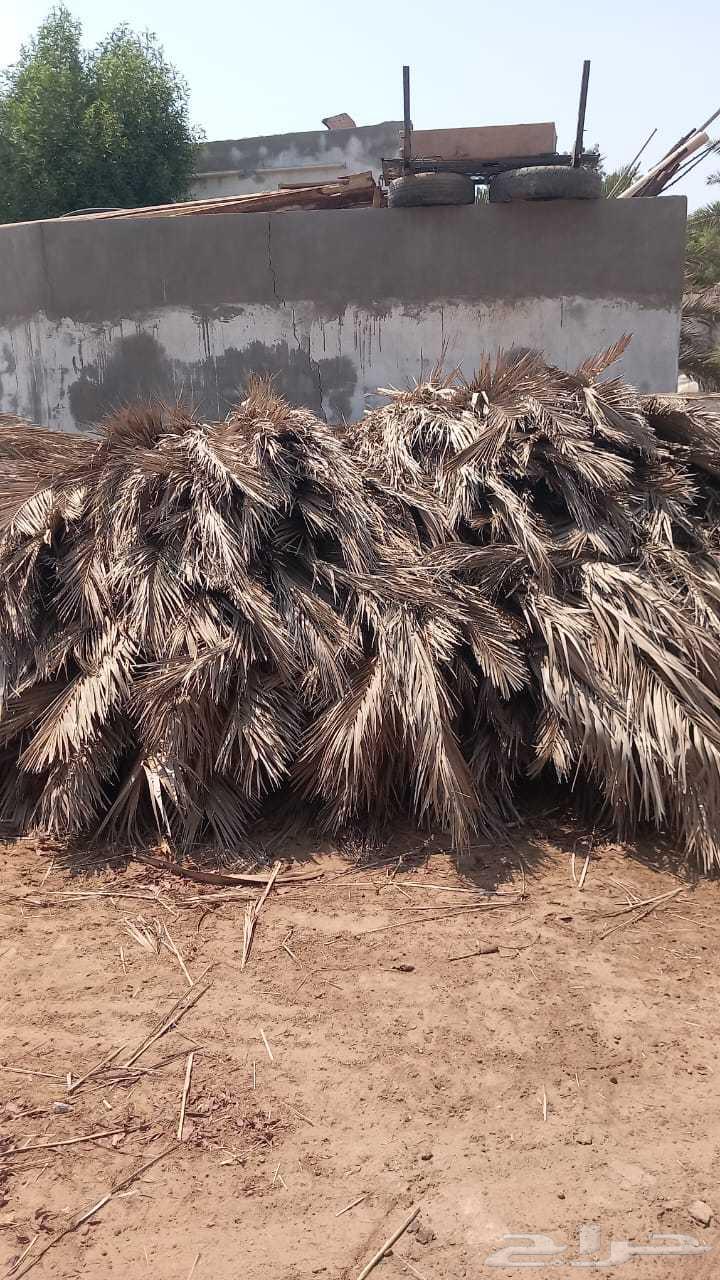 جريد سعف نخيل64537965504899112