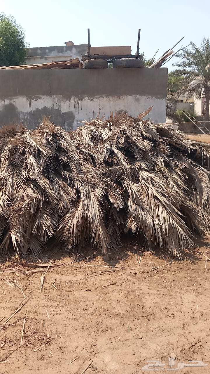 جريد سعف نخيل64537965504899111