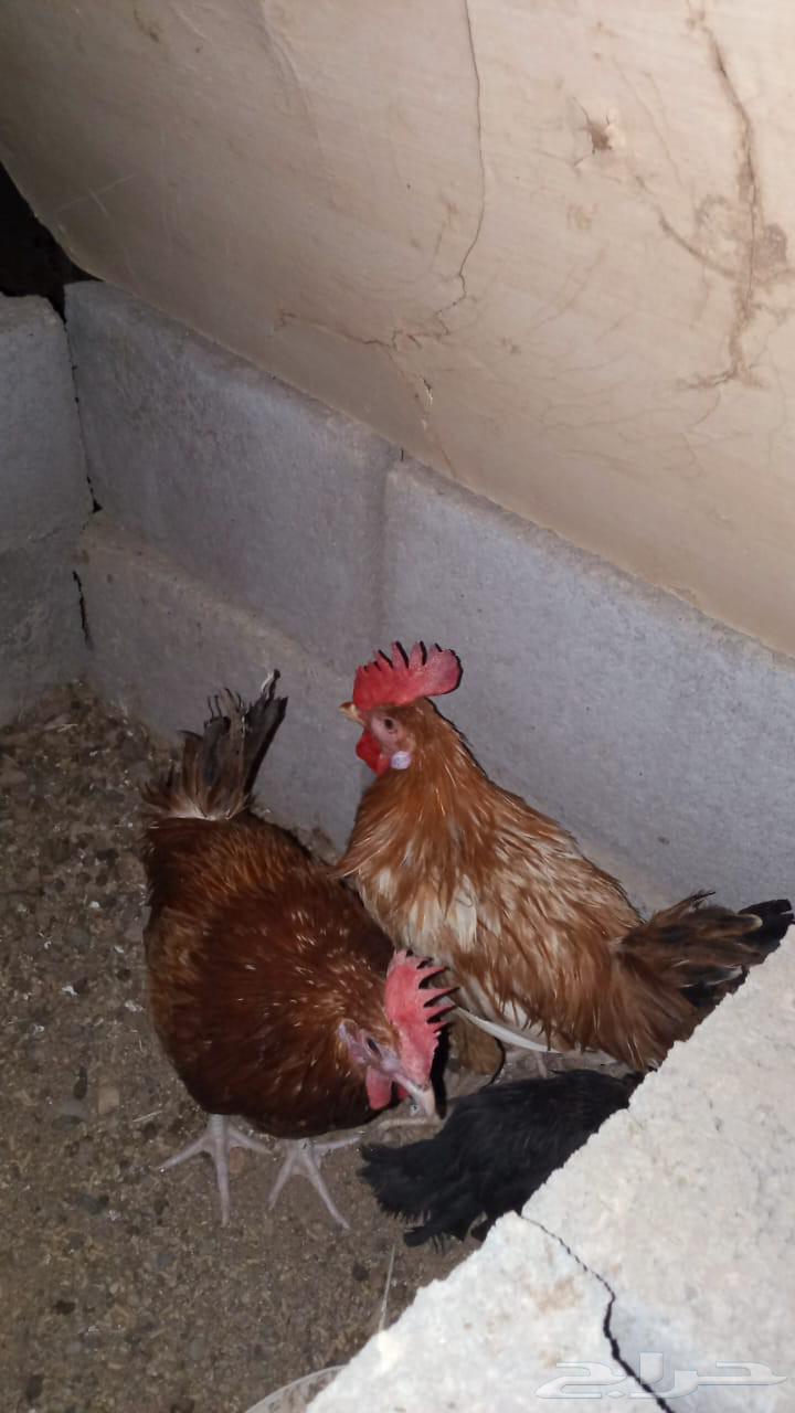 2ديك بلداي64542289014529110