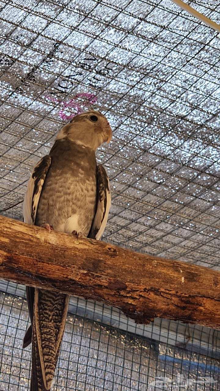 للبيع كروان هولندي سلفر64540266590337110