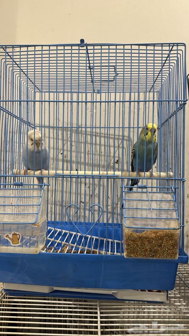 عصافير بادجي مع القفص ومستلزماته للبيع64539853460995111