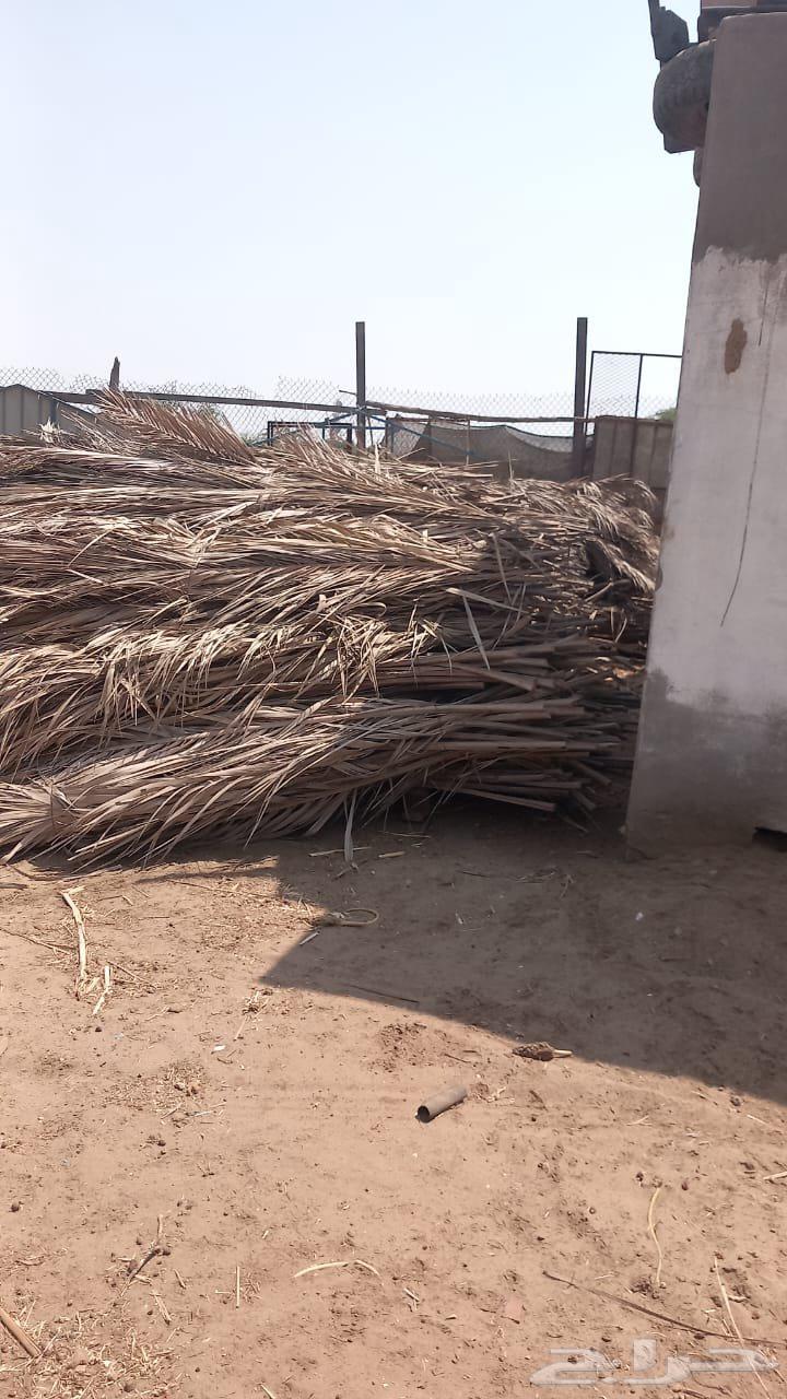 جريد سعف نخيل64537965504899113