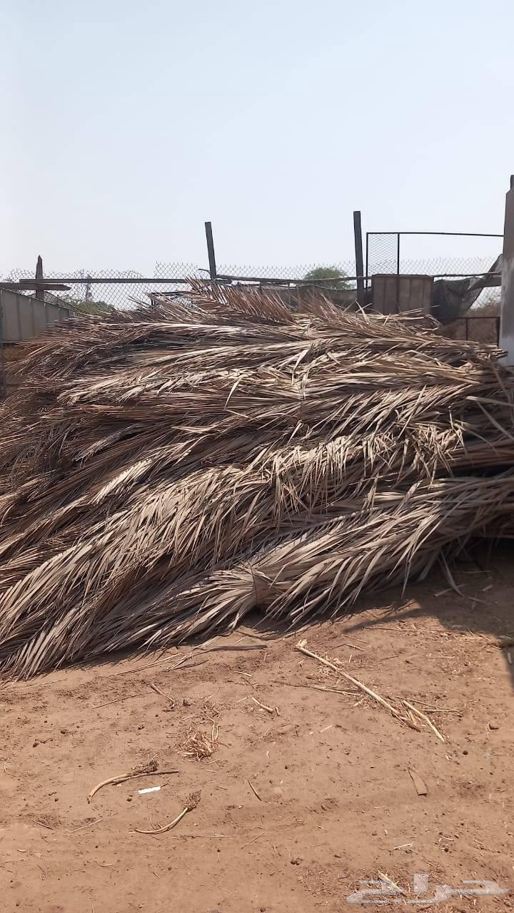 جريد سعف نخيل64537965504899110