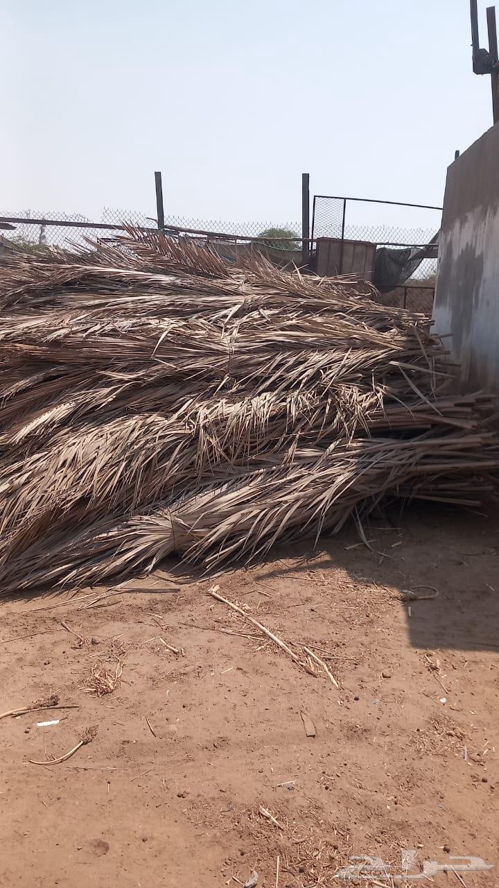 جريد سعف نخيل64537965504899114