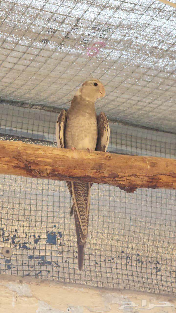 للبيع كروان هولندي سلفر64540266590337111