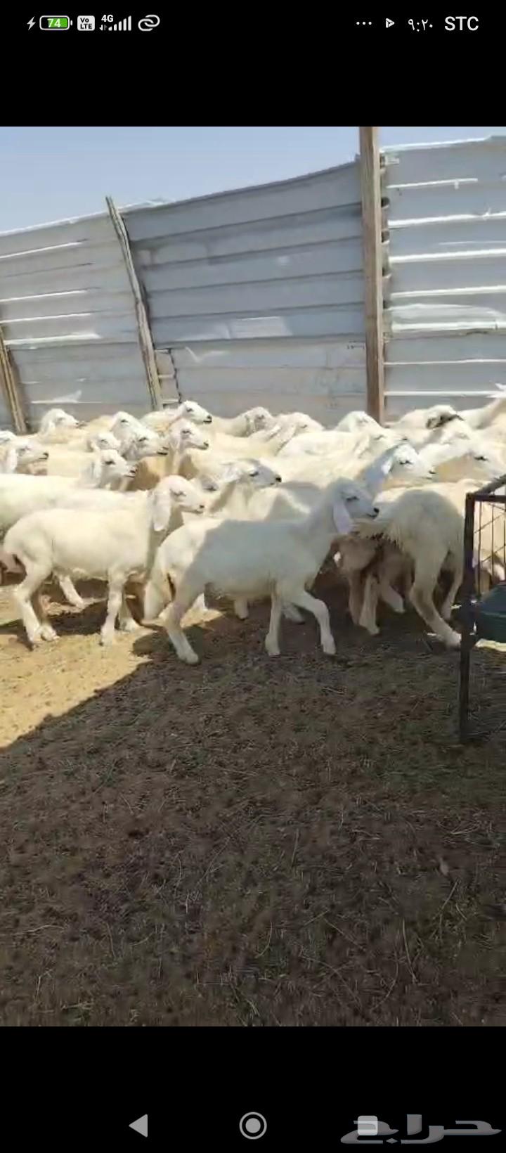 رخال للييع64536641126914112