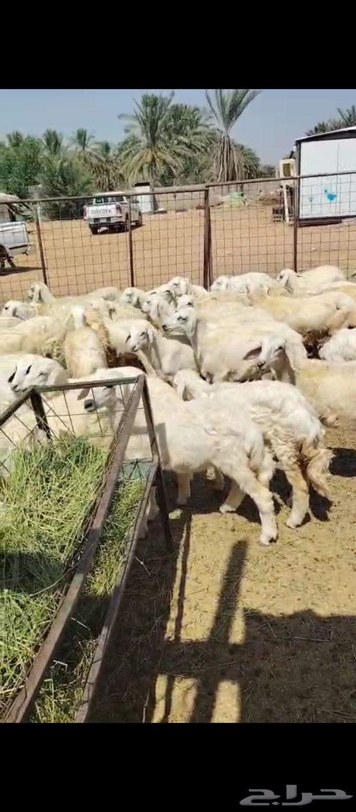 رخال للييع64536641126914110