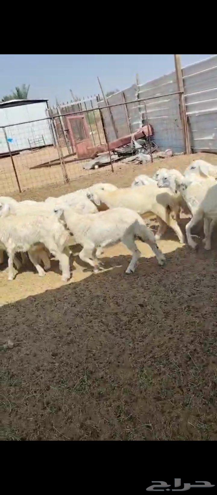 رخال للييع64536641126914111