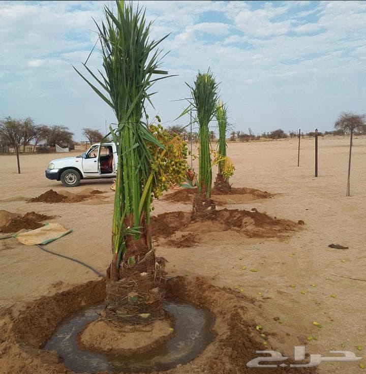 نخل للبيع منتج64542260607105114
