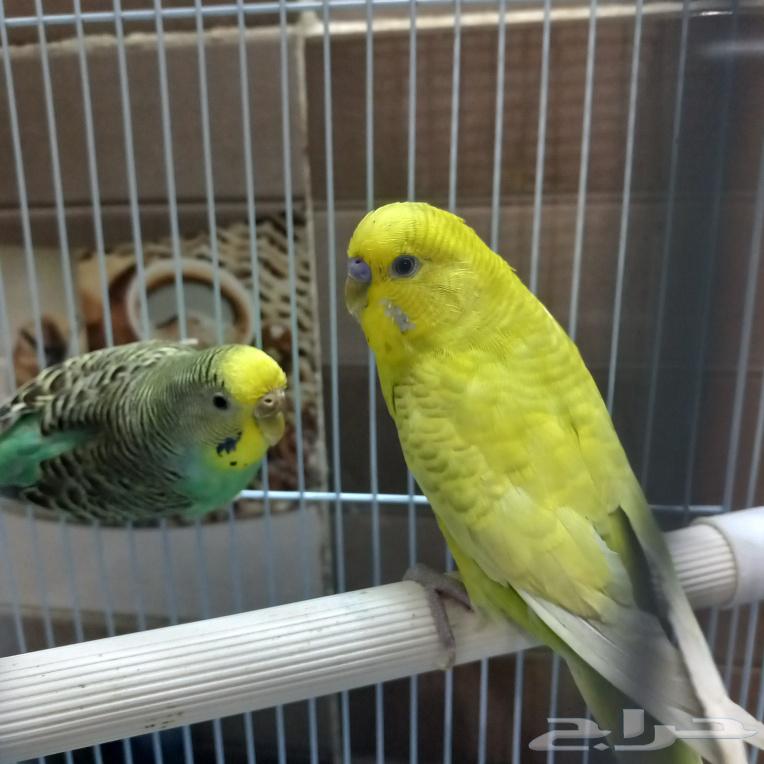 طيور الحب للبيع64542317333378110