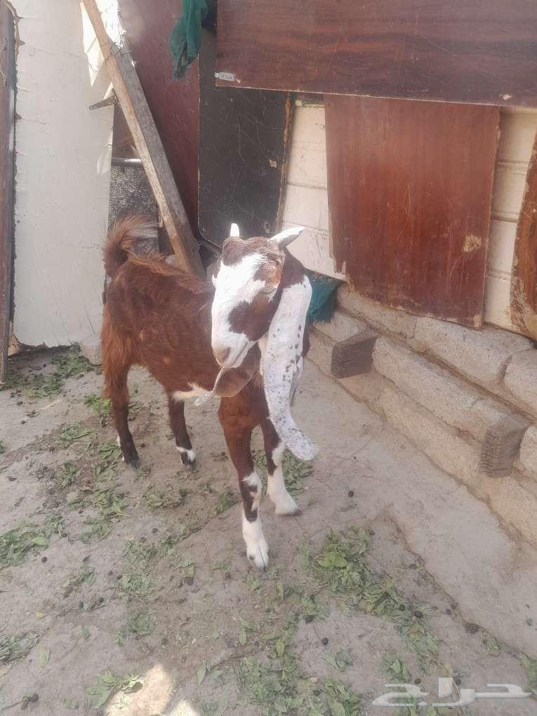 تيس هولاندي للبيع64538106008577111