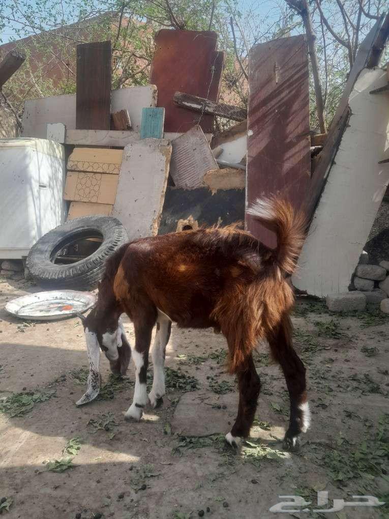 تيس هولاندي للبيع64538106008577112