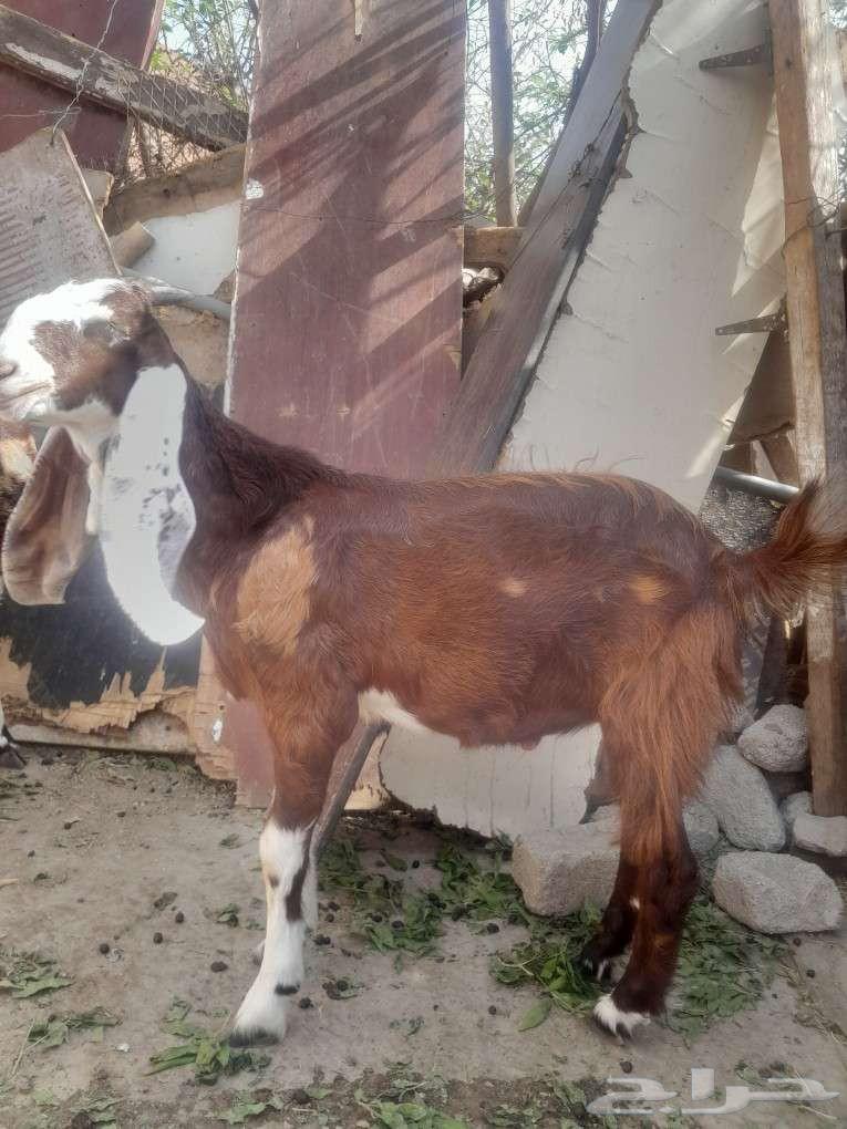 تيس هولاندي للبيع64538106008577110