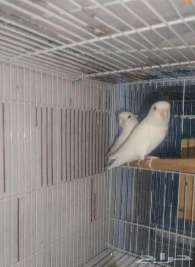 Daily Marriages64535165636995110