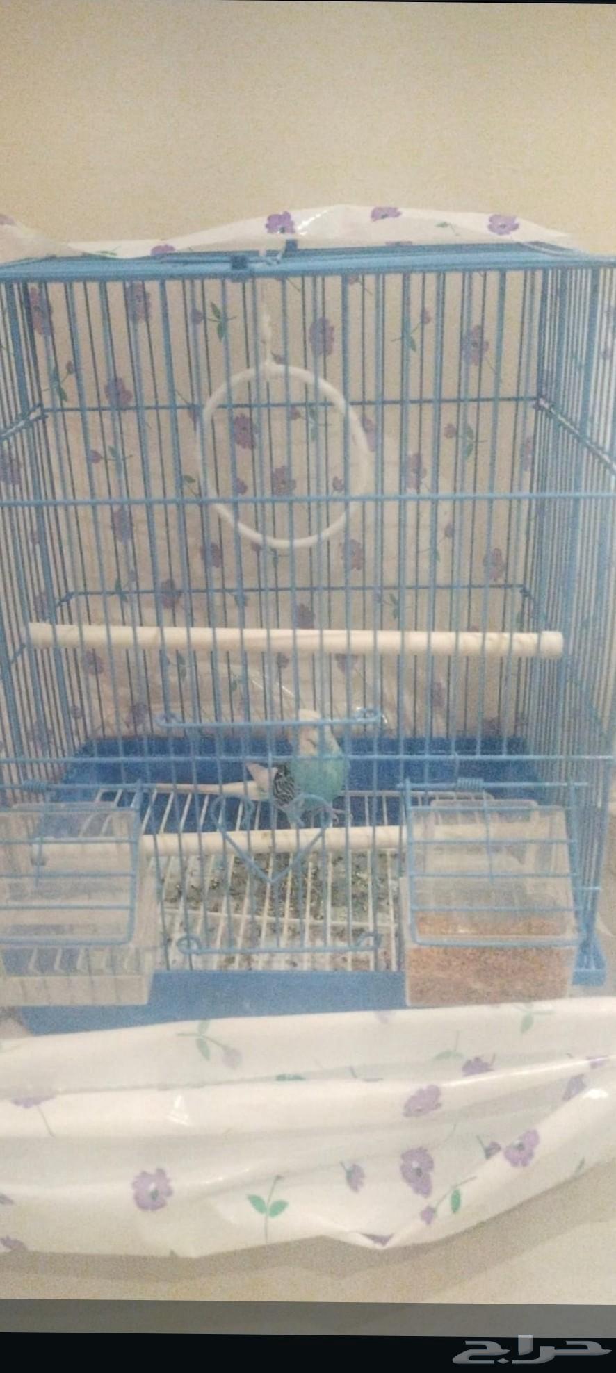 بادجي للبيع حبه مع القفص64538923388547111