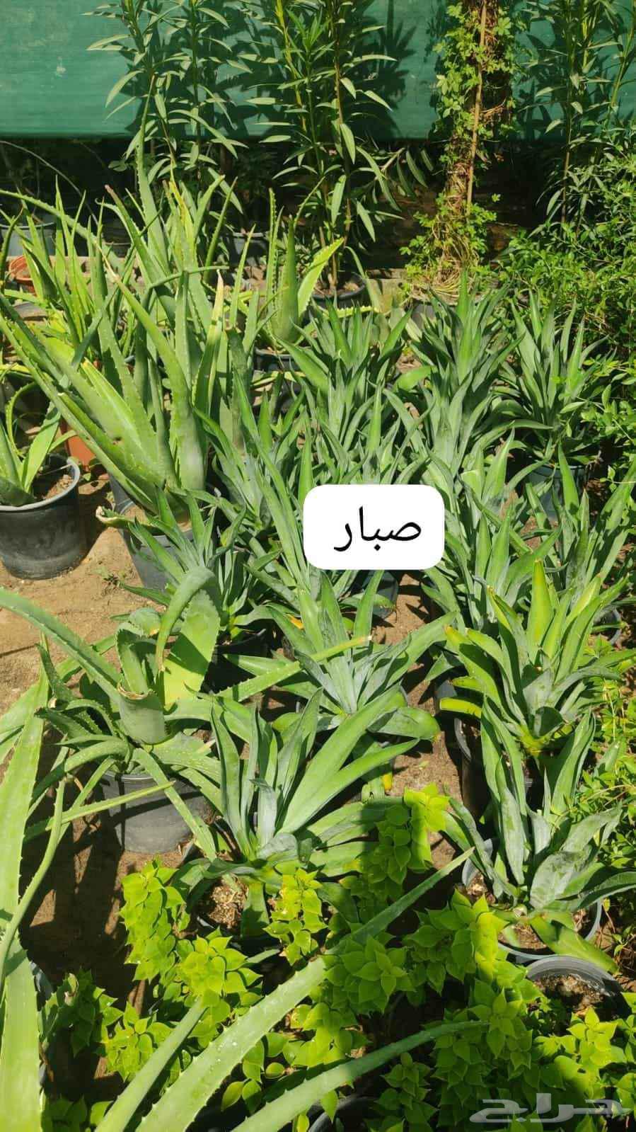 التواصل وتس او جوال64446882871937114