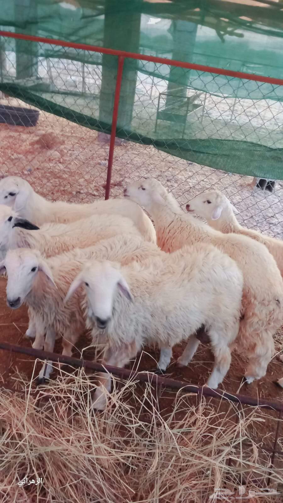 طليان للبيع64540879489538110