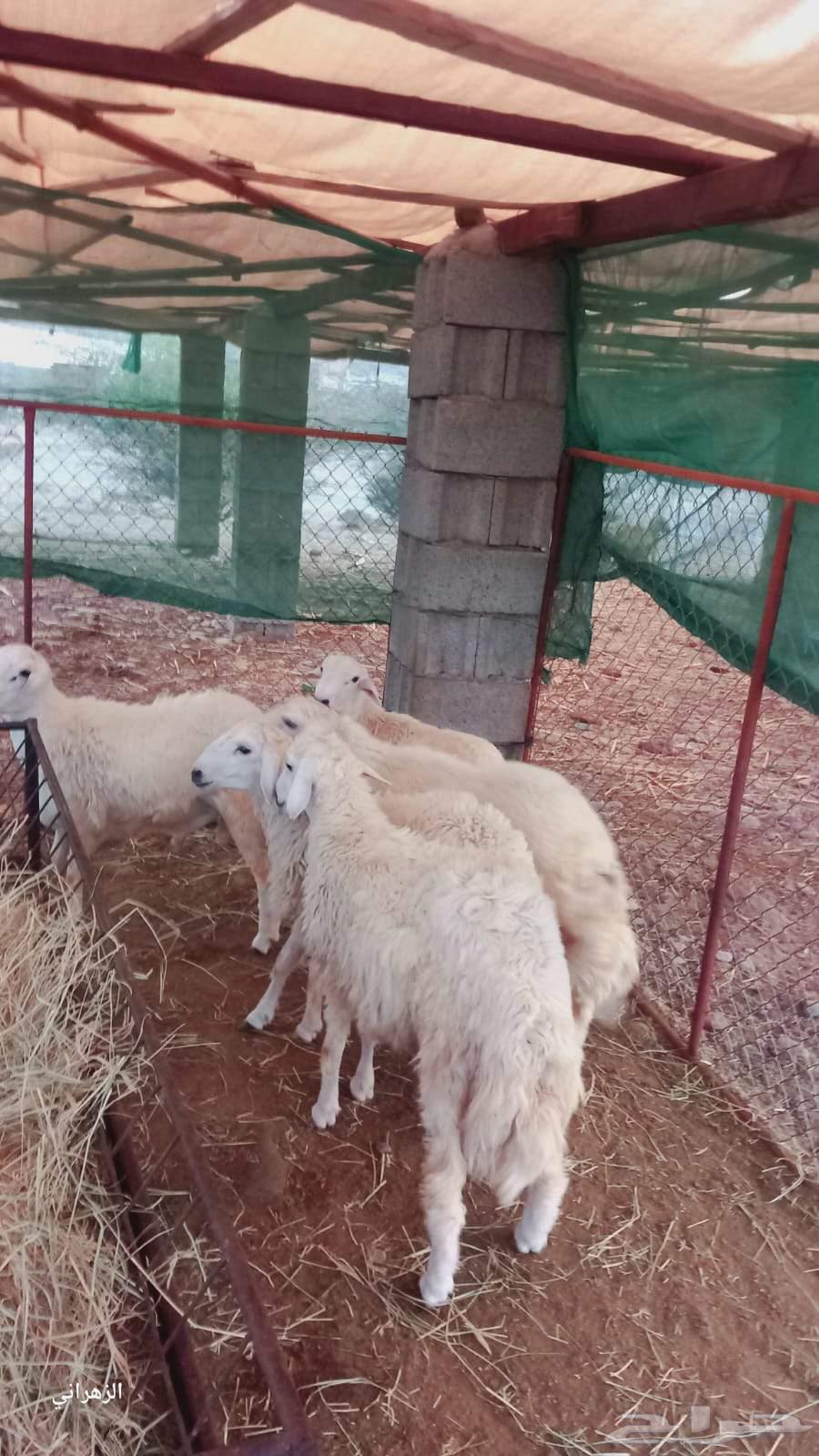 طليان للبيع64540879489538114