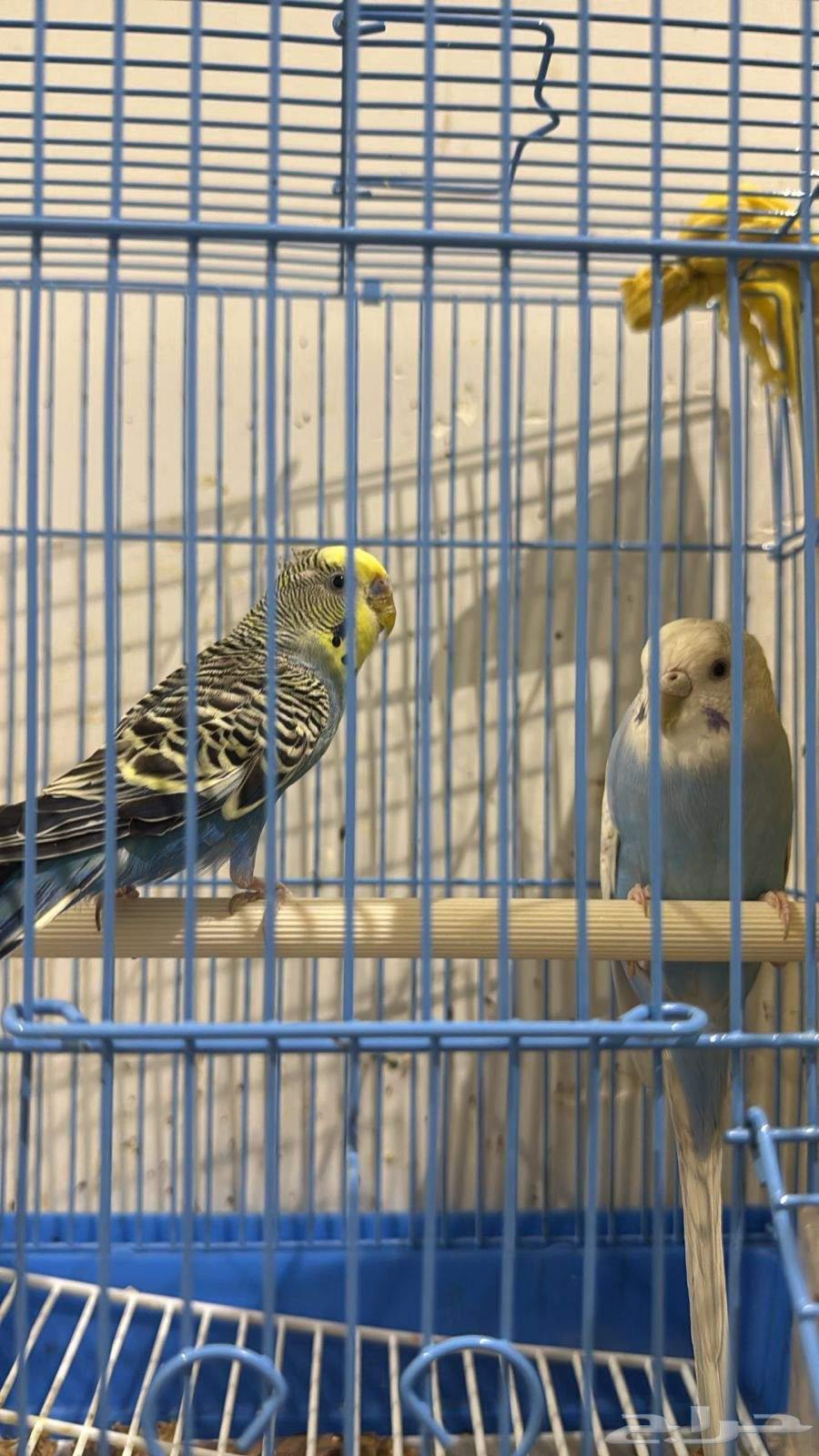 عصافير بادجي مع القفص ومستلزماته للبيع64539853460995110