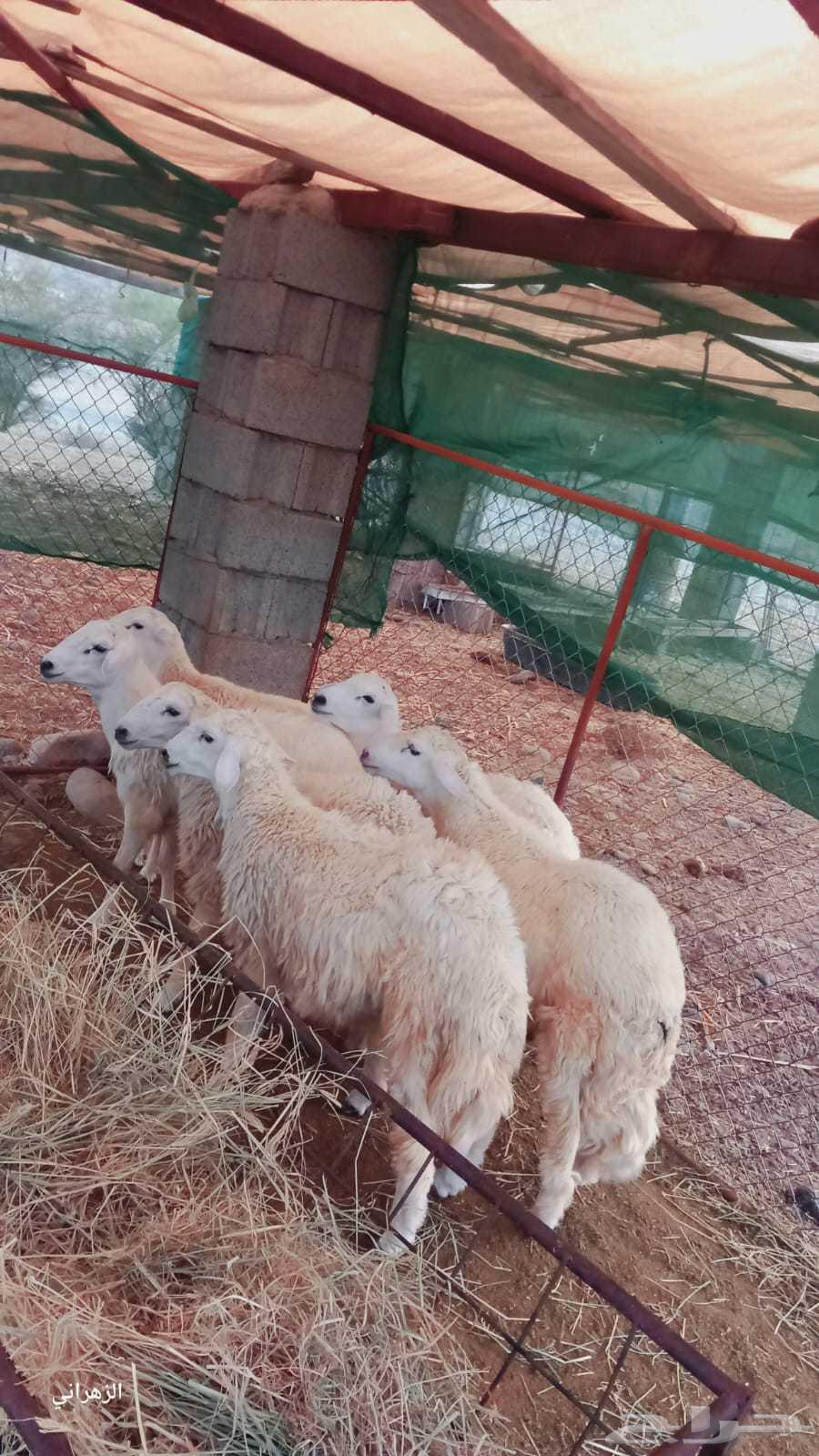 طليان للبيع64540879489538111