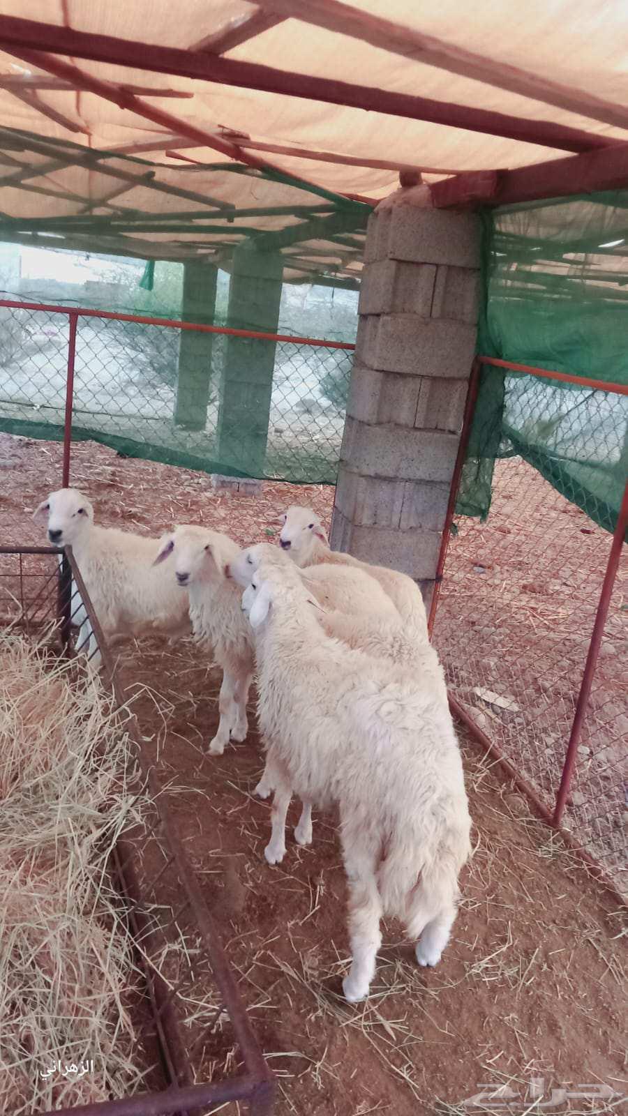 طليان للبيع64540879489538113