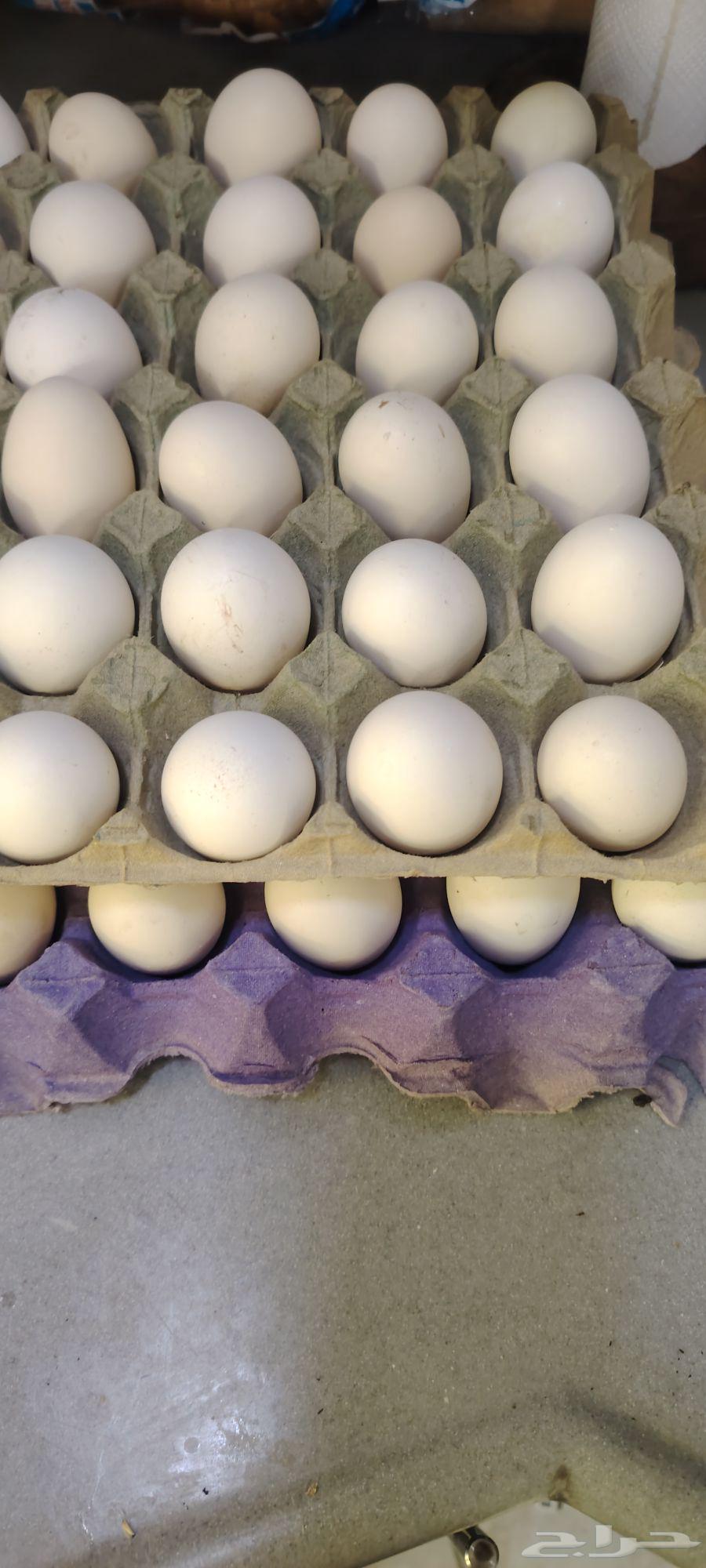 بيض دجاج مشكل عربي وفيومي لبيع64539202358403110