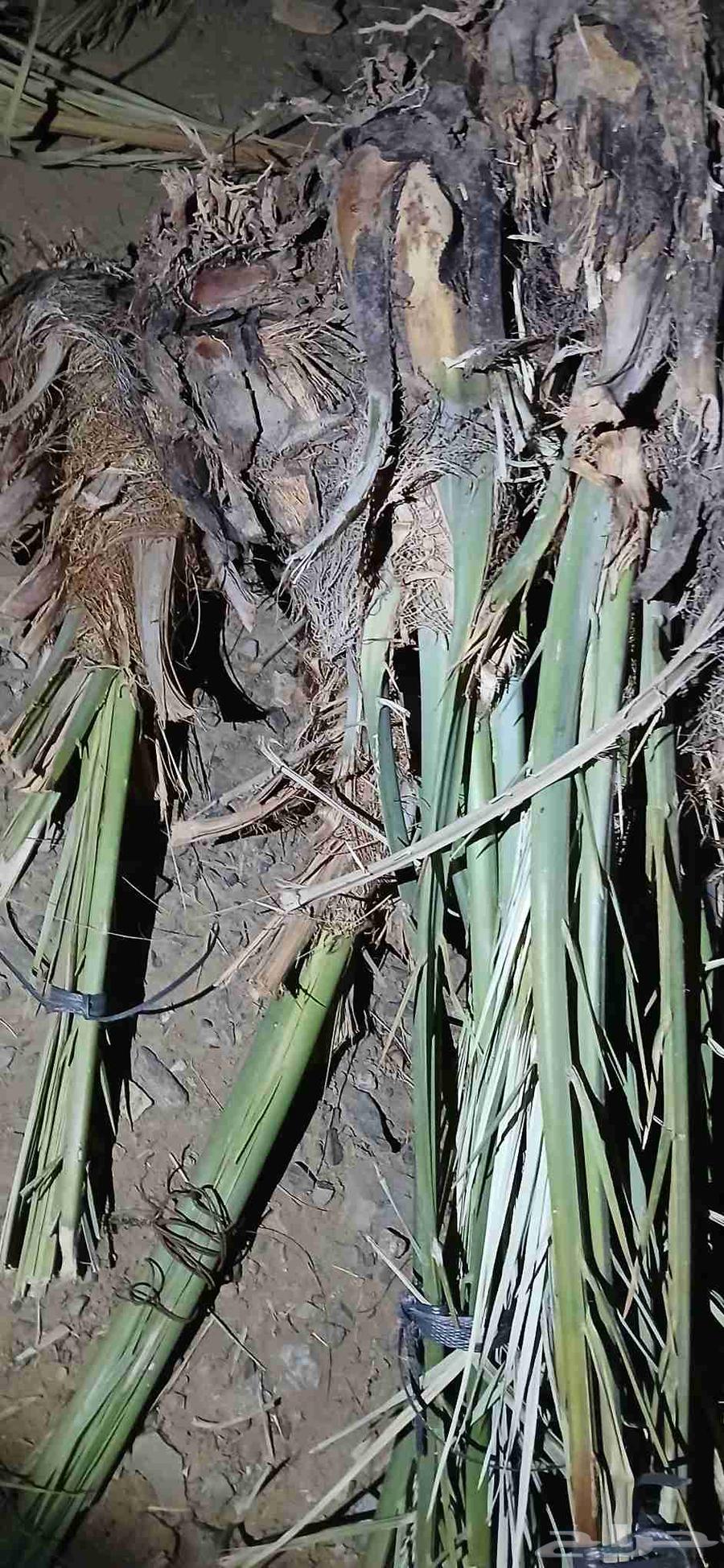 Ajwa dates for sale, quantity 12064541622959363112