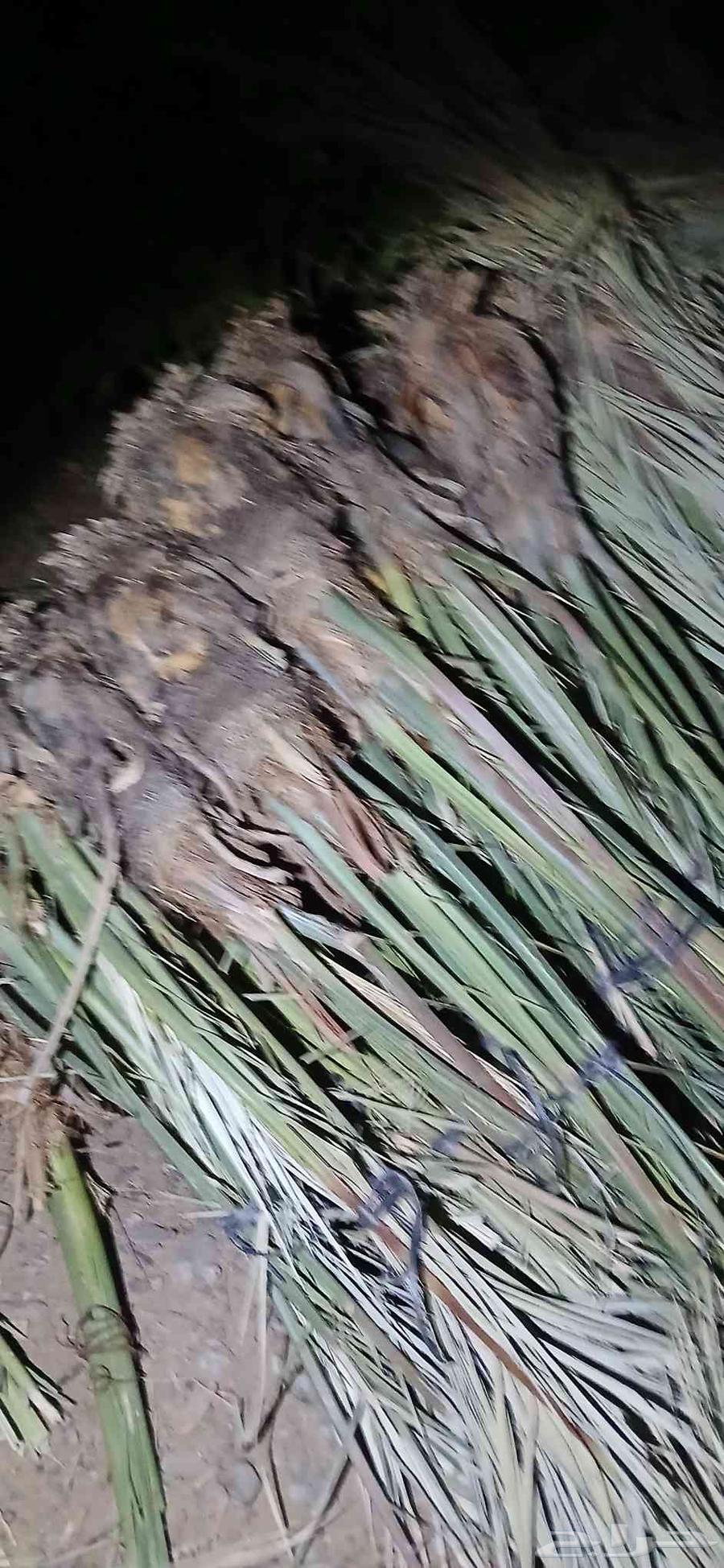 Ajwa dates for sale, quantity 12064541622959363110